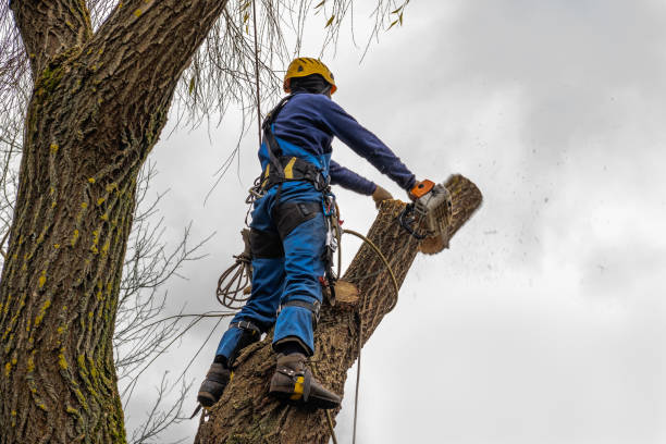 Why Choose Our Tree Removal Services in Bay City, OR?