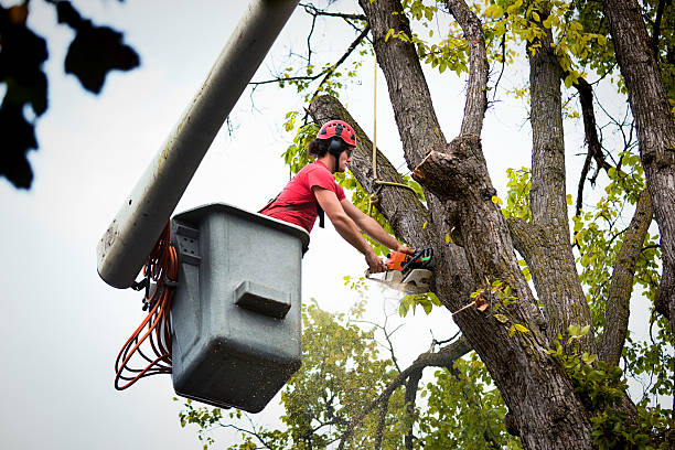 Trusted Bay City, OR  Tree Services Experts